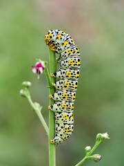 Very pretty hairless caterpillar with white, black and yellow colors. It perches on a plant stem in a natural environment. It is a caterpillar of a moth. Genus Cucullia. Noctuidae family.