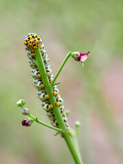 Very pretty hairless caterpillar with white, black and yellow colors. It perches on a plant stem in a natural environment. It is a caterpillar of a moth. Genus Cucullia. Noctuidae family.