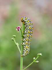 Very pretty hairless caterpillar with white, black and yellow colors. It perches on a plant stem in a natural environment. It is a caterpillar of a moth. Genus Cucullia. Noctuidae family.