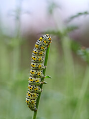 Very pretty hairless caterpillar with white, black and yellow colors. It perches on a plant stem in a natural environment. It is a caterpillar of a moth. Genus Cucullia. Noctuidae family.