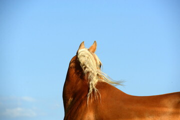 Pferdemähne, schöne helle Pferdemähne mit Glockenblumen im Detail vor blauen Himmel