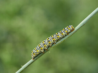 Very pretty hairless caterpillar with white, black and yellow colors. It perches on a plant stem in a natural environment. It is a caterpillar of a moth. Genus Cucullia. Noctuidae family.