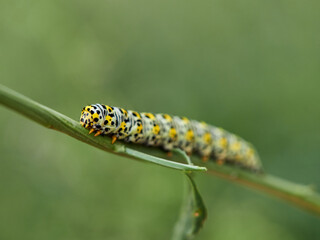 Very pretty hairless caterpillar with white, black and yellow colors. It perches on a plant stem in a natural environment. It is a caterpillar of a moth. Genus Cucullia. Noctuidae family.