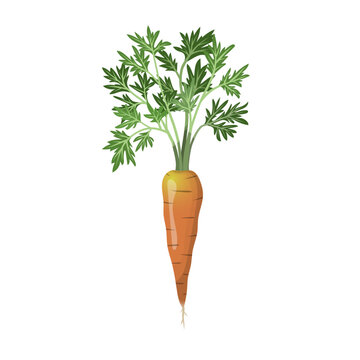 Farm fresh carrot vegetable. Realistic vector illustration.  Cartoon food art