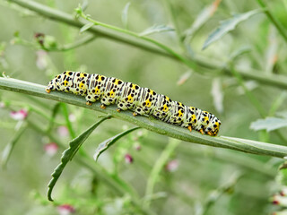 Very pretty hairless caterpillar with white, black and yellow colors. It perches on a plant stem in a natural environment. It is a caterpillar of a moth. Genus Cucullia. Noctuidae family.