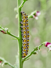 Very pretty hairless caterpillar with white, black and yellow colors. It perches on a plant stem in a natural environment. It is a caterpillar of a moth. Genus Cucullia. Noctuidae family.
