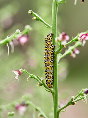 Very pretty hairless caterpillar with white, black and yellow colors. It perches on a plant stem in a natural environment. It is a caterpillar of a moth. Genus Cucullia. Noctuidae family.