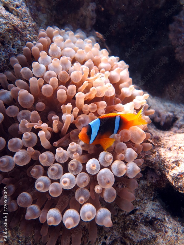 Canvas Prints Red sea clown fish