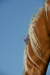 Pferdemähne, schöne helle Pferdemähne mit Glockenblumen im Detail vor blauen Himmel
