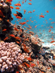 Red sea fish and coral reef