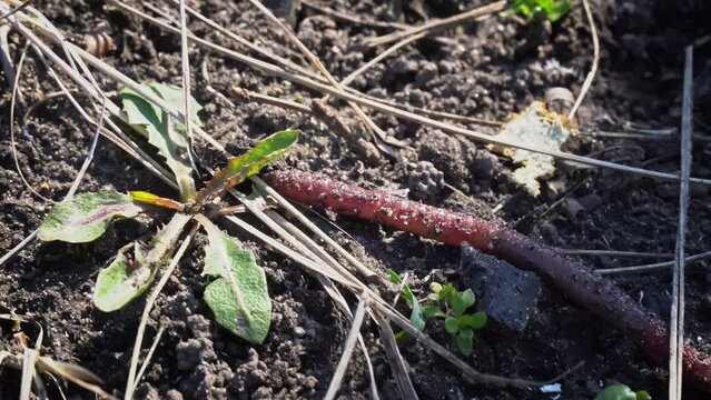Large beautiful earthworm crawls on black ground close-up. Earthworm is crawling along ground. Creeps up to green grass. Large beautiful earthworm crawls on black ground close-up. Earthworms in soil.