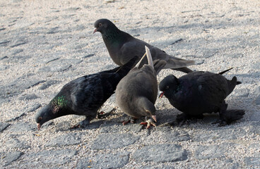 pigeons eating wheat on the ground