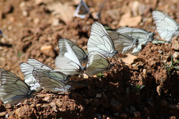 Large group of butterflies.