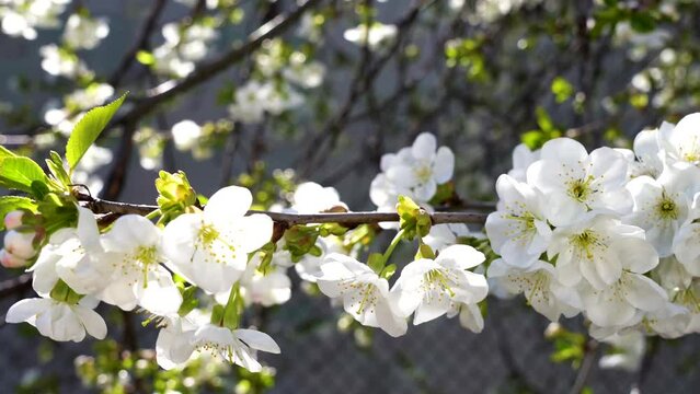 white cherry blossoms, spring, close-up. 