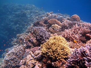 Red sea fish and coral reef