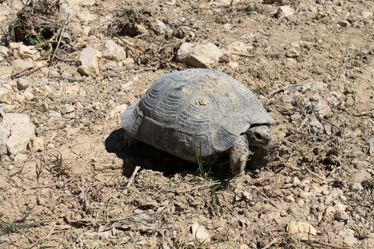 a young turtle in nature