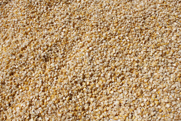 corn kernels laid out to dry