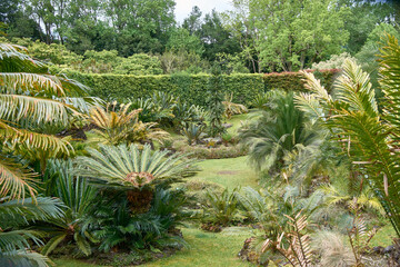 Cycas or Sagu Palm in the exotic botanical garden "Terra Nostra" of Sao Miguel in Azores, Portugal