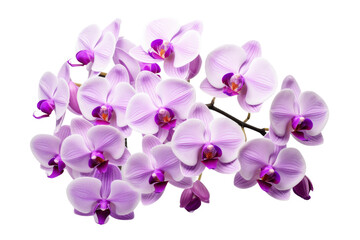 A Bunch of Purple Orchids on a White Background. On a White or Clear Surface PNG Transparent Background.