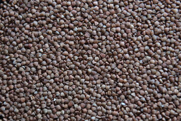 buckwheat. fresh buckwheat. dry buckwheat background. buckwheat texture. High quality photo