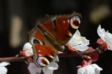 Branch of a blooming apricot tree and a butterfly on it
