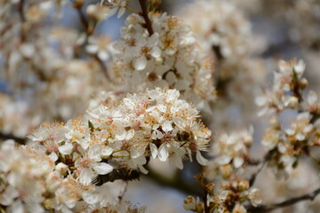 Large blooming cherry plum tree in spring