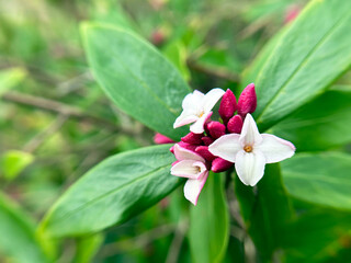 マクロ撮影したジンチョウゲの花