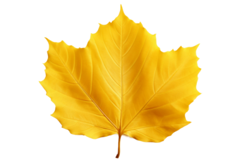Yellow Maple Leaf on White Background. On a White or Clear Surface PNG Transparent Background.