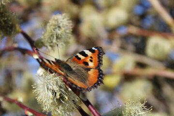 butterfly on a tree