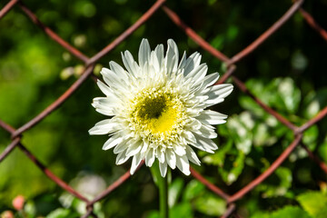 Biały kwiat.