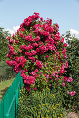 Róże. © Marcin Lonczak