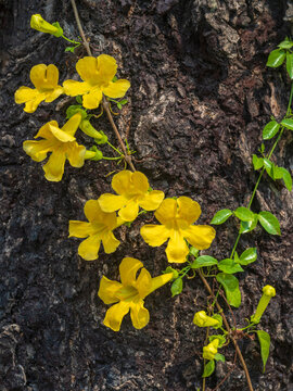 Closeup view of fresh yellow flowers of dolichandra unguis-cati aka cat's claw creeper, funnel creeper or cat's claw trumpet growing on tree trunk in bright sunlight