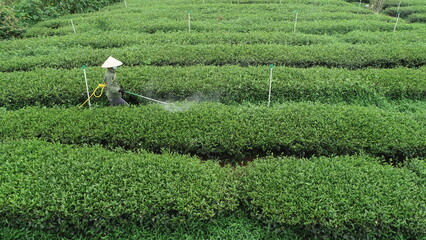 Lush green tea hills and workers picking tea - obrazy, fototapety, plakaty