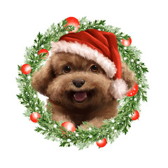Christmas poodle: brown puppy in Santa's Hat with festive wreath. - 770517670
