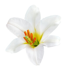 White  lily   flower  on  isolated background with clipping path.  Closeup. For design.  Nature.