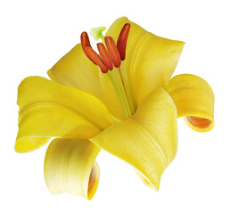 Yellow flower  lily  on isolated background with clipping path.  Closeup. For design. Transparent...