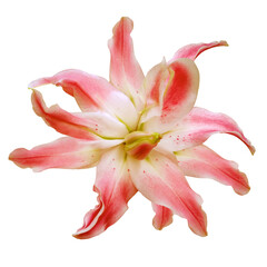 Lily  flower  on  isolated background.  Closeup. For design.  Transparent background.   Nature.