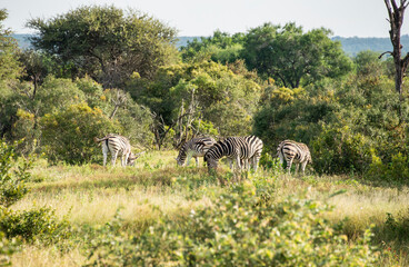 zebra wild animals - 770519217