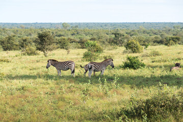 zebras in the kruger national reserve - 770519484