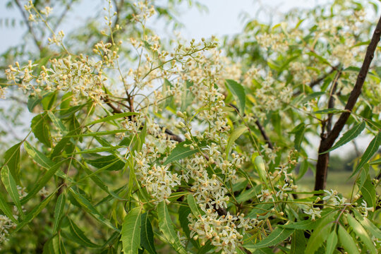 Medicinal ayurvedic azadirachta indica or Neem leaves and flowers. Very powerful medicinal tree