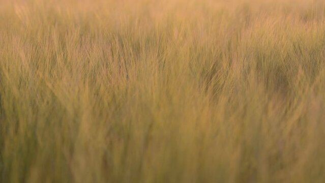 Just tendrils of barley ears swaying in the wind in the red light of the setting sun.