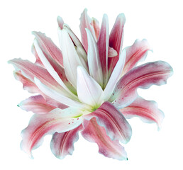 Lily  flower  on  isolated background.  Closeup. For design.  Transparent background.  Nature.