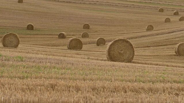 Straw bales in an undulating field after harvest in the evening sunlight