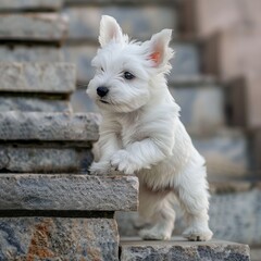 West highland white terrier puppy trying to climb a small step showcasing its determination and spunk - obrazy, fototapety, plakaty