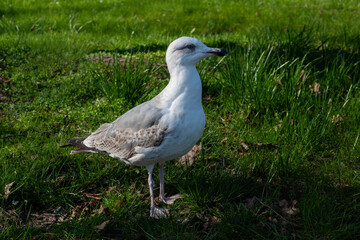 portrait of a Baltic gull on green grass
