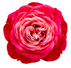 Pink rose flower  on isolated background. Closeup. For design.   Transparent background.   Nature.
