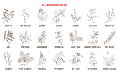 Best natural blood purifiers. Hand drawn collection of medicinal plants and herbs - obrazy, fototapety, plakaty