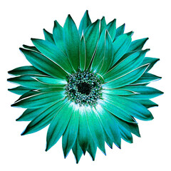 Turquoise   gerbera  flower  on   isolated background. Closeup. For design.  Transparent...