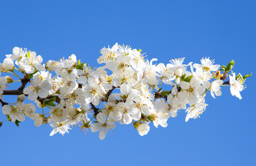 A twig with white plum blossoms on a blue sky background