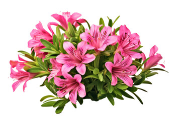 Bouquet of Pink Flowers on White Background. On a White or Clear Surface PNG Transparent Background.
